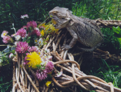 Bartagame