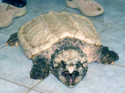 Geierschildkröte