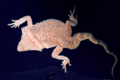 Bartagame