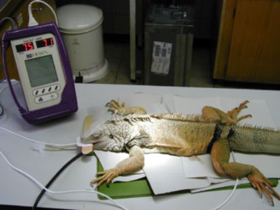Grüner Leguan