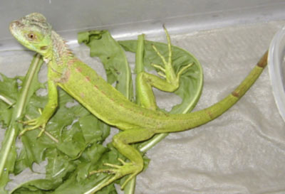 Grüner Leguan, juvenil