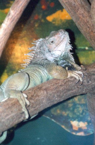 Grüner Leguan, adult