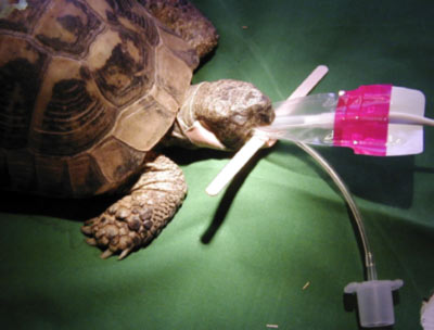Griechische Landschildkröte
