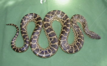 Gelbe Anakonda, juvenil