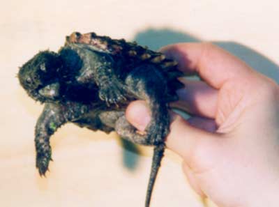 Geierschildkröte, juvenil