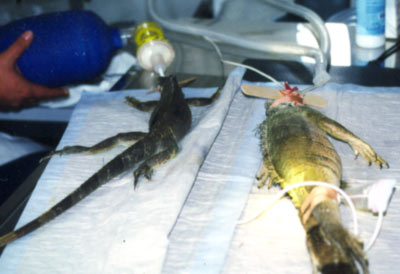 Grüner Leguan